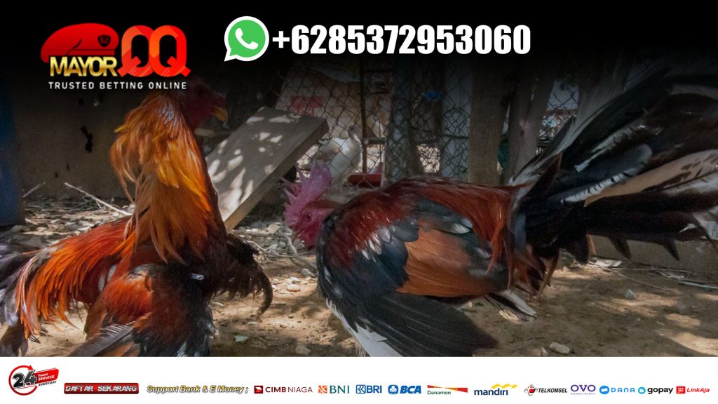 Mainkan-Situs-Resmi-Sabung-Ayam-Aduan-SV388-Online-Einai-org-1024x576.jpg